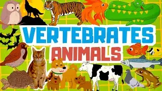 Vertebrate Animals For Kids | Mammals, Fish, Birds, amphibians Pictures | Educational video