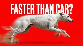 Top 30 Fastest Dog Breeds in the World (Ranked by Speed)