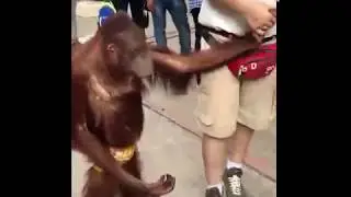 Monkey grabs balls