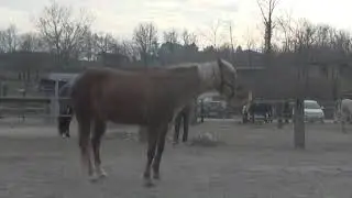 Clicker training horse fetch