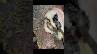 From Cow&rsquo;s Hoof is ABSOLUTELY PACKED Full of Stones video. #hoofcleaning #hoofhealth  #hooftrimming