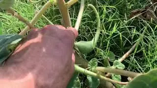 Devil&rsquo;s Claw