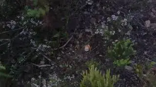 Amanita caesarea brotada en 2 metros cuadrados