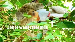 Story Janet still can't far from milk ! Monster Janet cast out poor tiny Janna away for steal milk