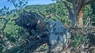 Eastern imperial eagles | Eagle mom arrive to feed first breakfast of the day | June 30, 2024
