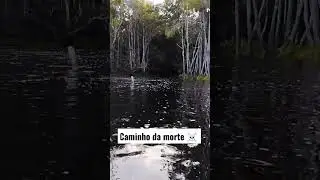Perigo mata fechada #shorts #amazonas #rionegroesolim&otilde;es #ca&ccedil;ada #riomadeira #pesca #videosvirais