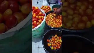 Bulk Tomatoes Sorting /cleaning