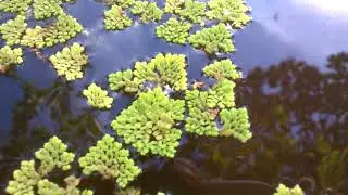 Planta Azolla filiculoides