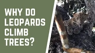 Why do leopards climb trees?