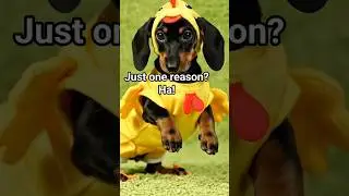 Why I have no money 💰🐶 #pets #doglover #dog