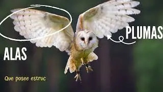 Tipos de alas y vuelos en aves.
