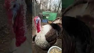 Turkey having a snack before bedtime 