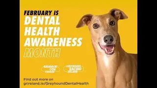 The Importance of Good Dental Health in your Dog - Greyhound Dental Awareness with Dr Nora Schwitzer