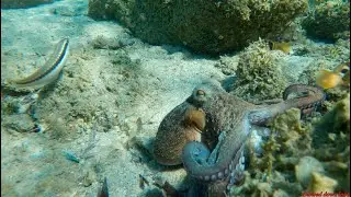 A real octopus at the 