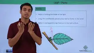 Class 11th – Leaf – Introduction | Morphology of Flowering Plants | Tutorials Point