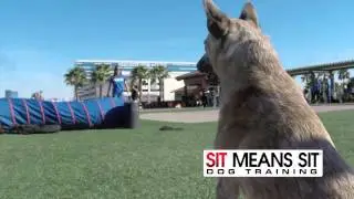 Sit Means Sit Games 2015 | SitMeansSit.com