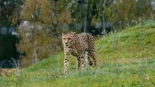 leopard vides   तेंदूआ वीडियो tenduo