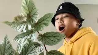 #PropAssassin vs Begonia ‘Don Miller’ | @jungle_papi5920