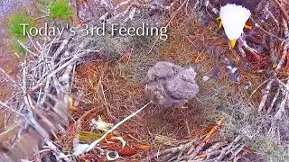 #218🦅E26🐥28°／SWFL Bald Eagle Nest 2025-2026／F23💗M15／Powerd by Southwest Florida Eagle Cam