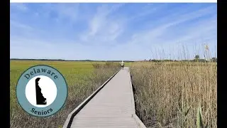 Birdwatching at Bombay Hook | A Peaceful Day Trip with Delaware Seniors (50 miles north of Rehoboth)