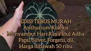 TEBUS MURAH EDITION 5Jun 25 Anthurium Collection includes Papil, Silver, Forgetii, etc. Prices be...