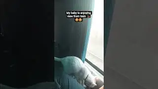 Cat Train Journey #cattravels #catjourney #catexploring