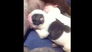 CRECIMIENTO CACHORRO BULLDOG FRANCES -  BULLDOG PUPPY GROWTH FRENCH