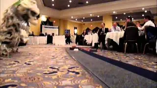 5 Elements: Drums and Lion Dance Crew - CIPHI Alberta Performance