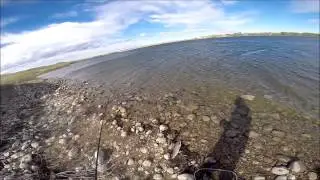 Travers Reservoir SE Alberta Lake whitefish from shore