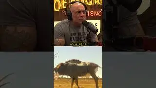 😲Joe Rogan on the Wildest Hunting Method🏃&zwj;♂️