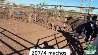 LOTE 207   4 MACHOS