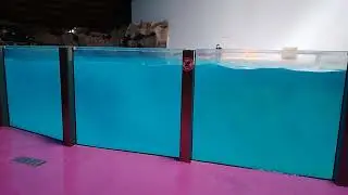 les dauphins de Boudewijn Seapark