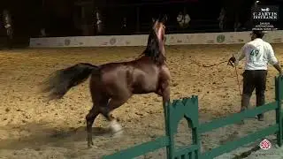 N 49 FREYSON   Dhofar International Arabian Horse Cup 2025   Stallions 7+ Years Old Class 9