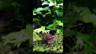 Taiwan bee shrimp vs. chocolate gourami: what's mine is mine 🤪 #taiwanbeeshrimp #chocolategourami