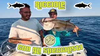 RICCIOLE con gli SPECIALISTI | PESCA a TRAINA con il TOMBARELLO VIVO | LIVE BAIT TROLLING | TROLLEAR