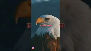 The Eagle Attitude🔥