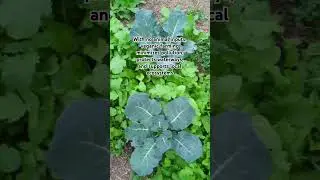 Veganic Agriculture #vegan #farming