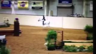 Atticus- Waco Xmas show 3ft Adult hunter