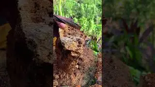 That's a Really Thrilling Treasure Hunt in the Mountains! 🏞️ #RockHounding #GemMining #Gold#Treasure