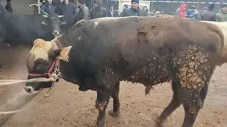 Молбозори Хочи Шариф навори тоза 🤔👍09 01 2026🎉👍🤔