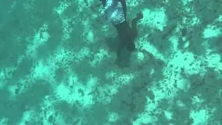 Conch diving
