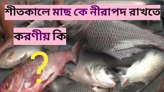 শীতকালে মাছচাষ নিরাপোদ রাখতে করণীয়কি জিনে রাখোন Activities For Safe TheFish Culture at WinterSeason
