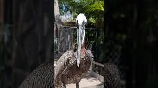 Brown Pelicans | Fun Facts with Katie | Peace River Wildlife Center