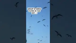 ASMR GROUP OF BIRDS FLYING IN THE SKY#birds#group#fly#animals#sounds#shorts
