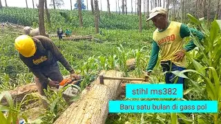 Tebang Pohon Jati Besar Super Lurus | Kayu Perhutani - STIHL MS 382