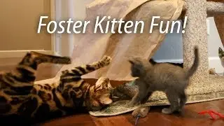 Foster Kitten Fun - Q Litter & Bengals