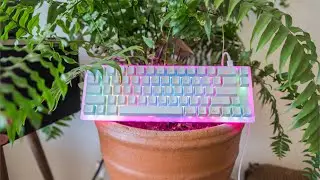 Womier K66 Mechanical Keyboard - The RGB MASTER keyboard (Sound test)