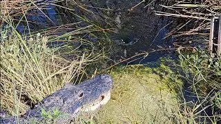 Alligators Guarding Culverts From Beavers