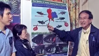 Betta und andere Labyrinthfische - Jahrestreffen 2013 des EAC mit dem AKL