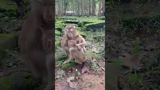 Rare Footage Of Monkey Family Bonding IN Natural Habitat! #cutemonkey #animals #cute #funny
